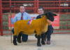 Overall Champion lot 9 (Ewe) from I and J Barbour Solwaybank sold for 3000 with judge Mable Cueto Muniz